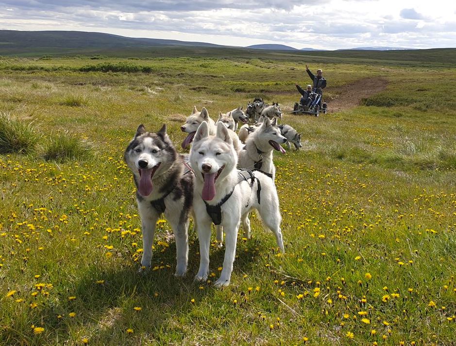 what is dryland dog sledding