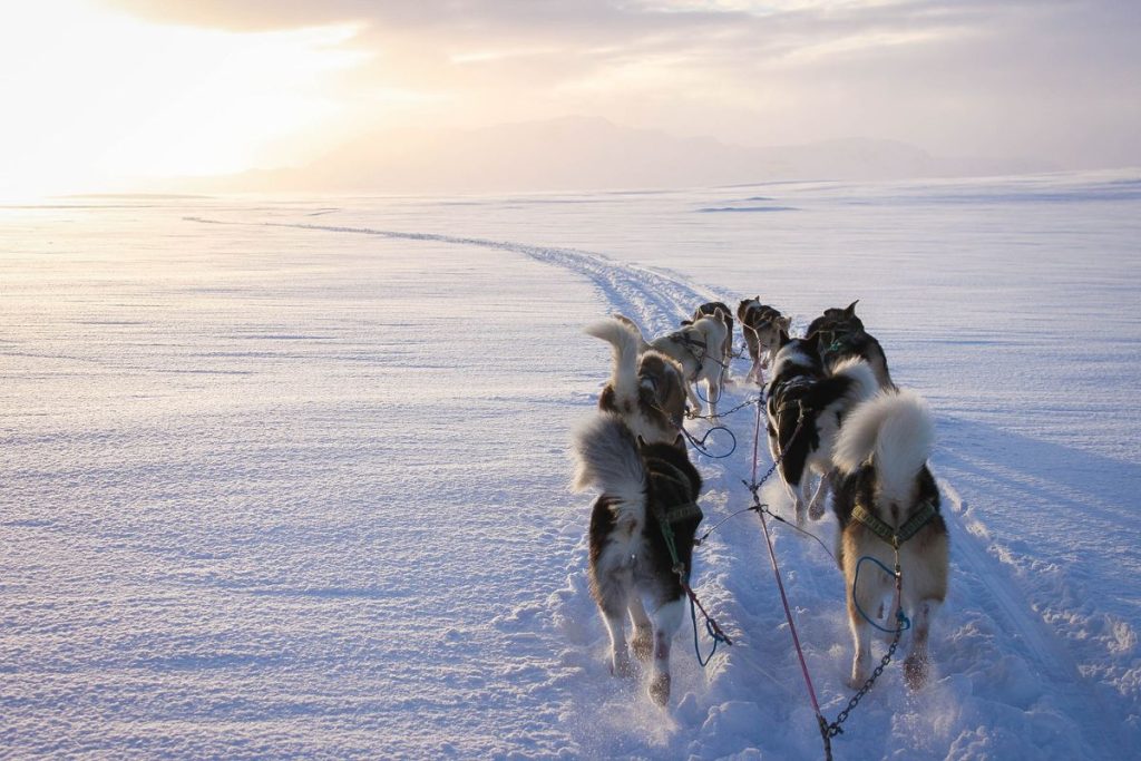 iceland winter huskey dog sledding tour guide