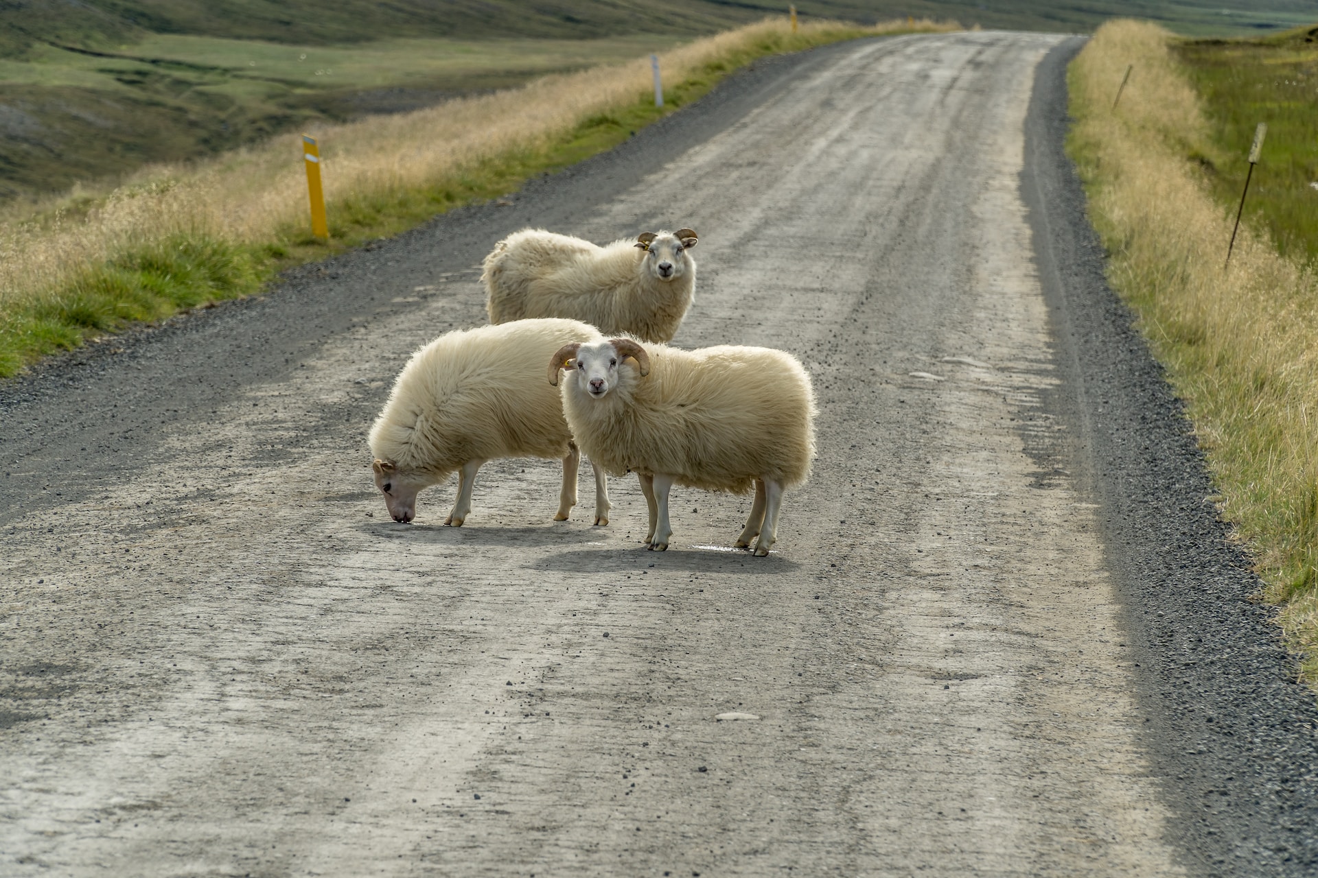 Icelandic Sheep Guide: Where and how to See Them in Iceland