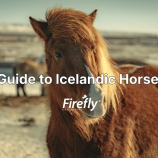 travel guide to Icelandic horses