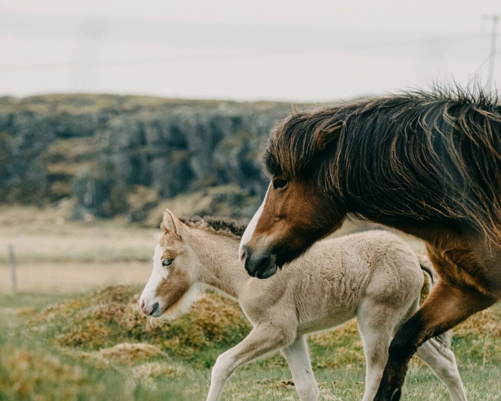 summer is one of the best time to see horses in Iceland