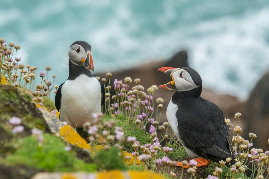 see the puffin in Iceland summer