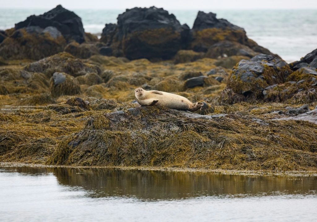 the seal beach in Iceland