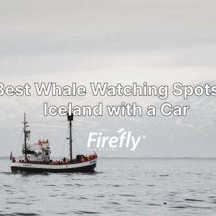 A guide to Iceland whale watching with a rental car