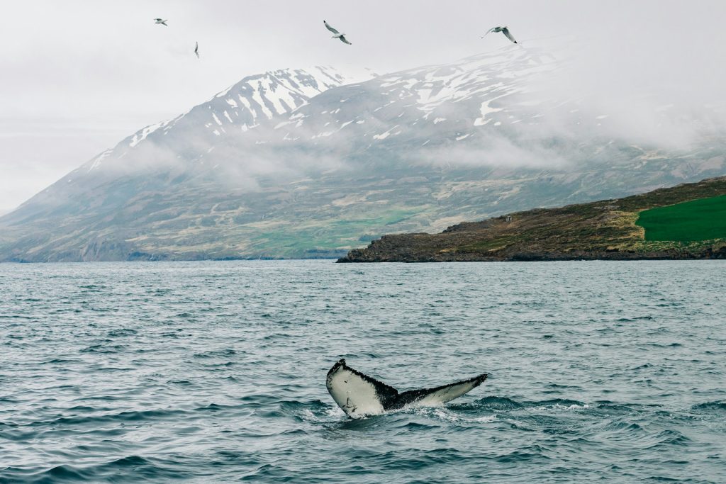 whale watching in iceland