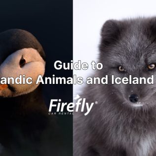 Iceland animals and birds best places to see them