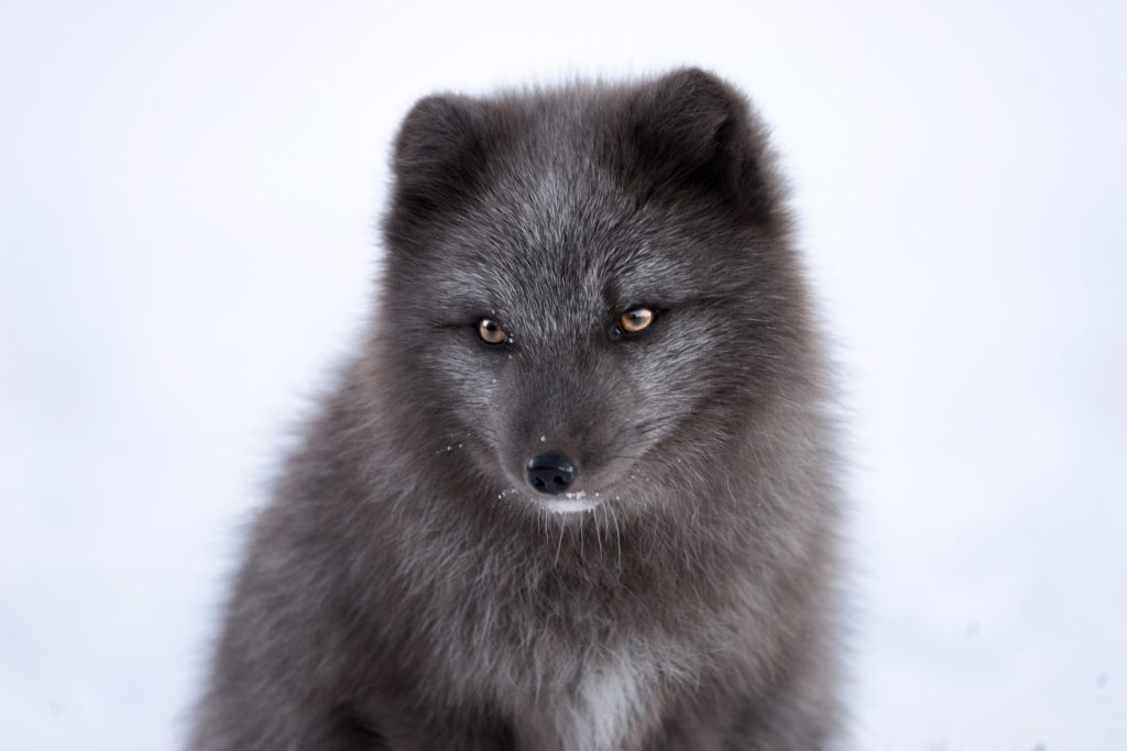 Arctic fox is the only native animal in Iceland