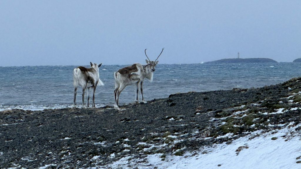 Raindeer in Iceland live in East Iceland area