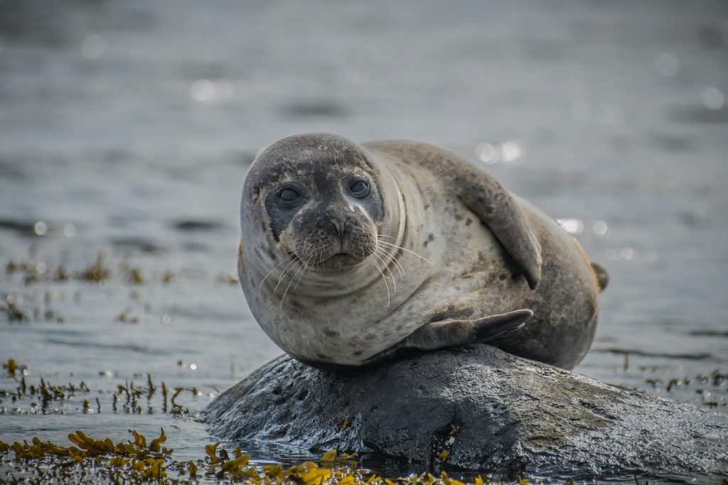 seals in Iceland on the beach