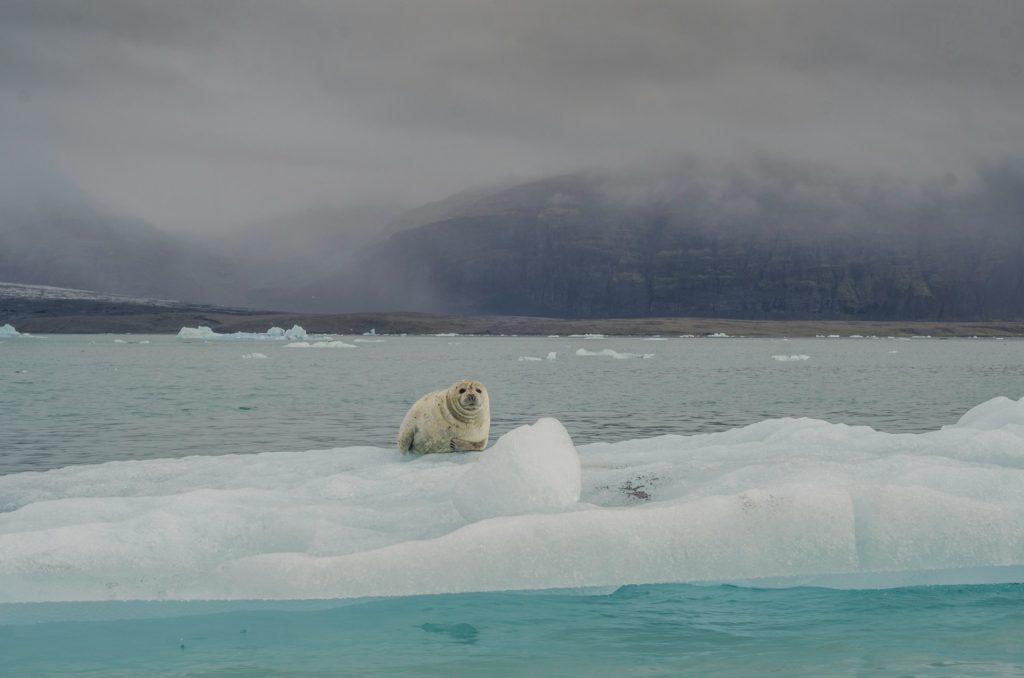 you could possibly see seals on the iceberg