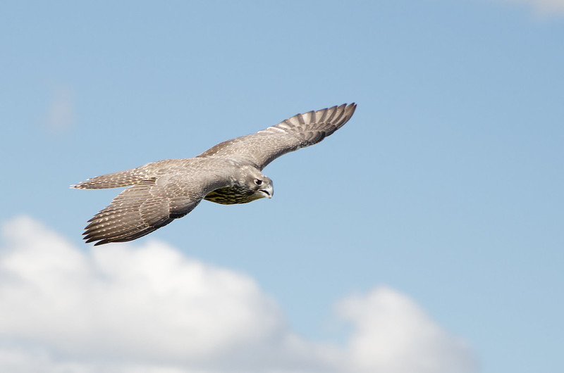 Gyfalcon is the national bird of Iceland