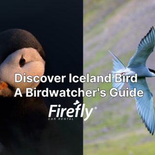 Birds in Iceland the full guide