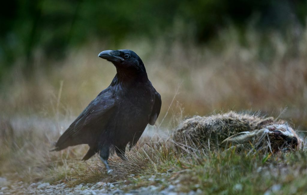 ravens in Iceland